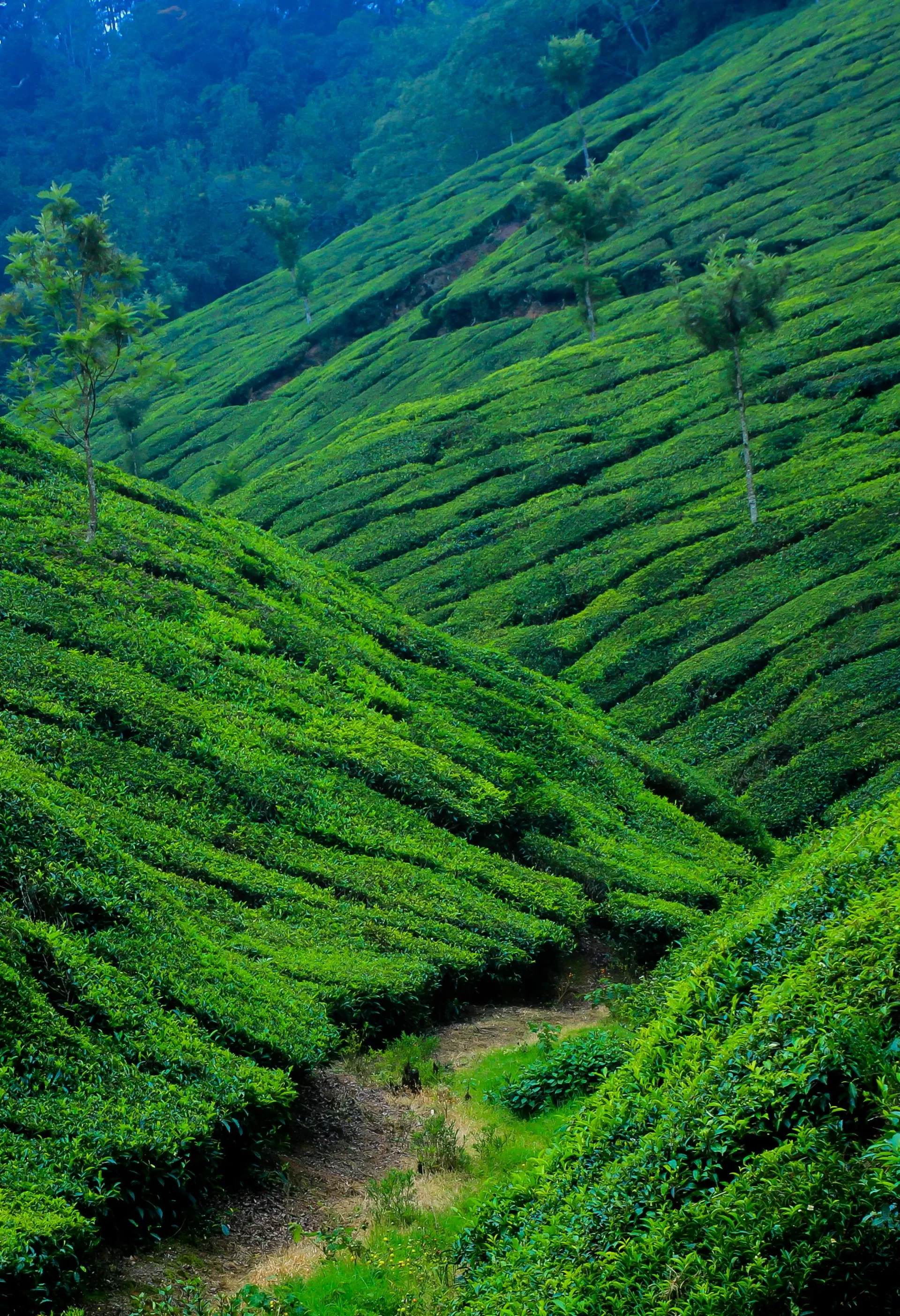 Munnar Misty Love Trail