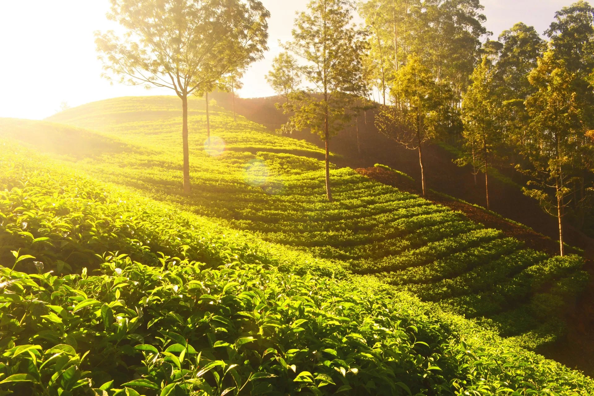 Munnar Misty Love Trail