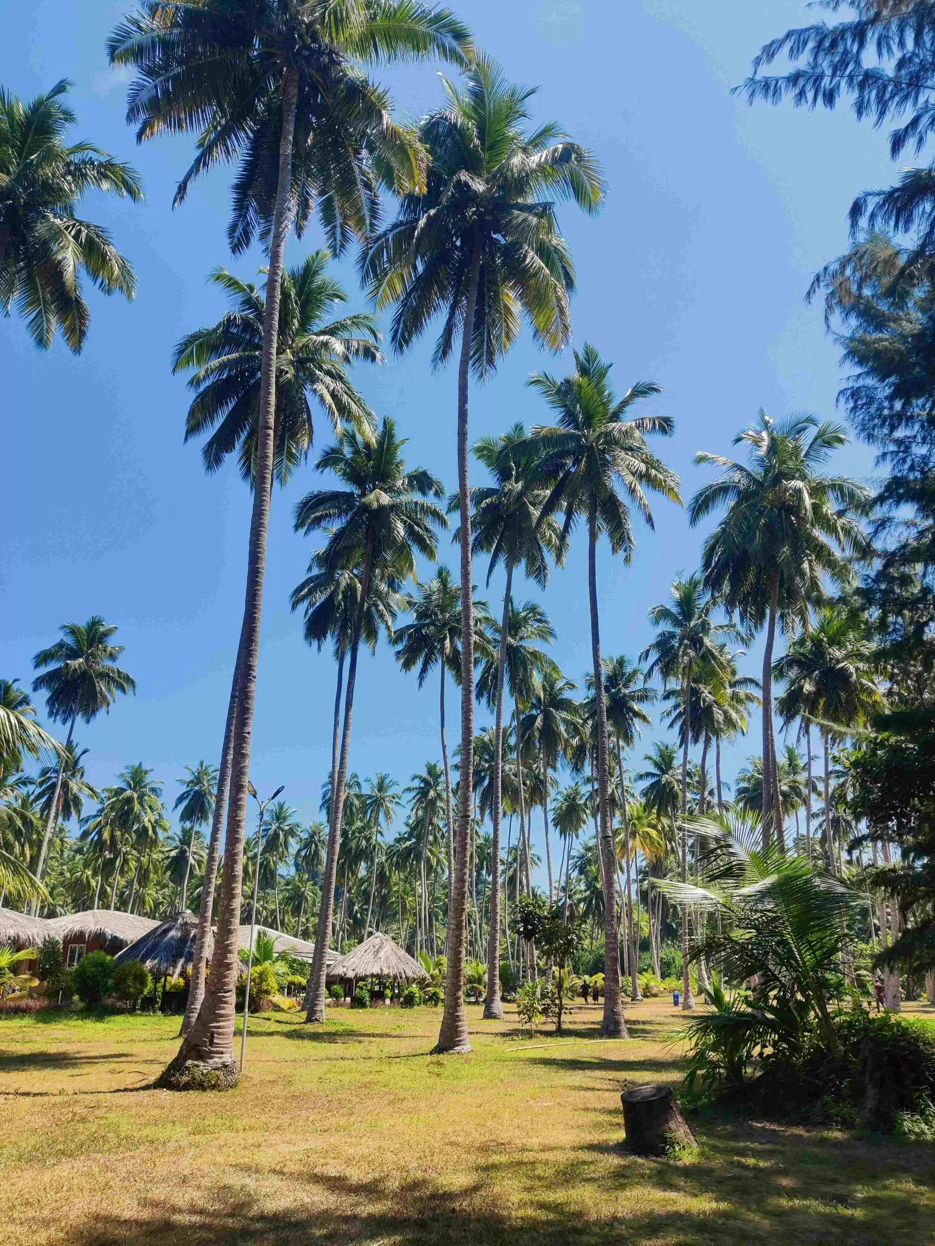 Andaman Couple's Escape