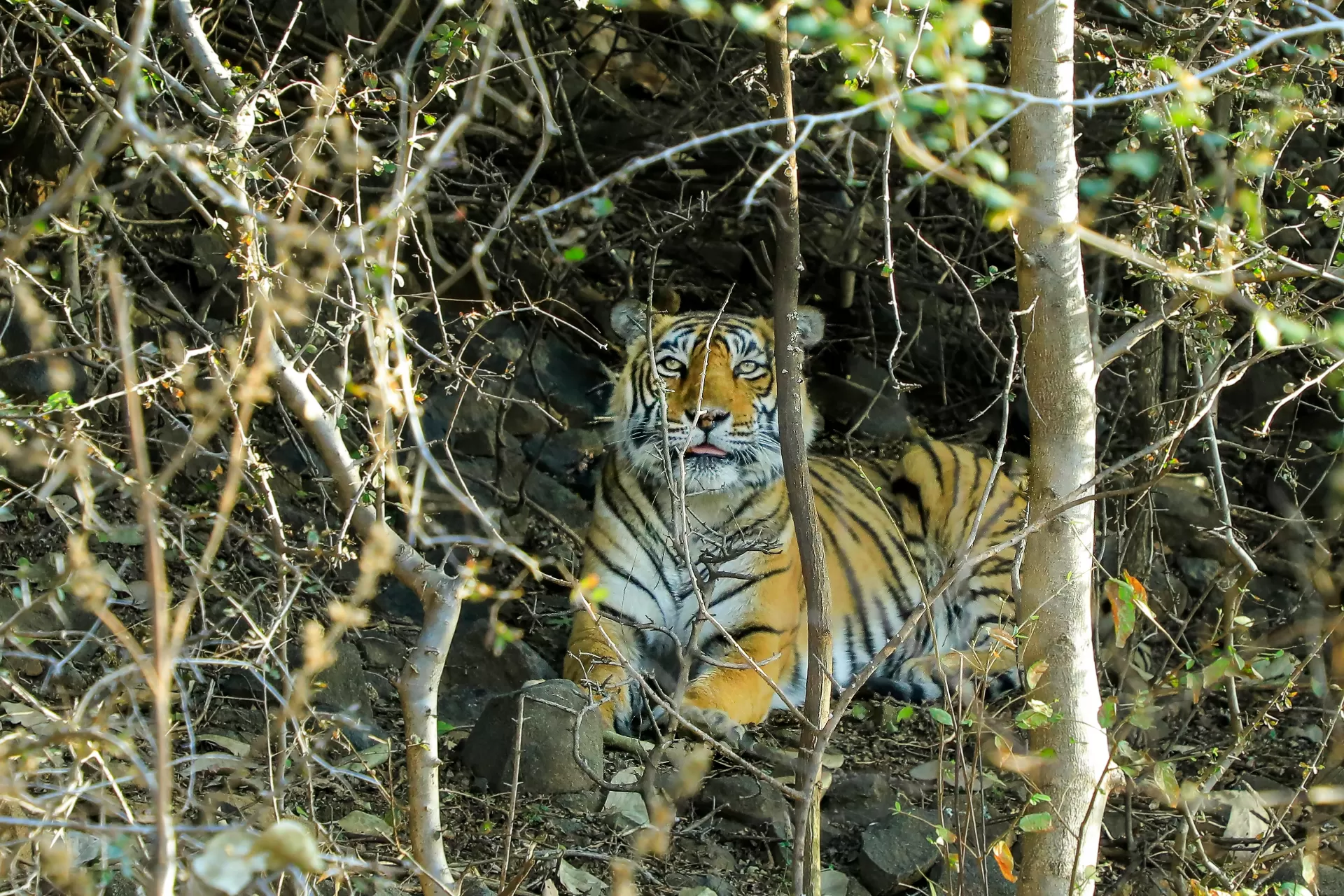 Ranthambore Wildlife Escape